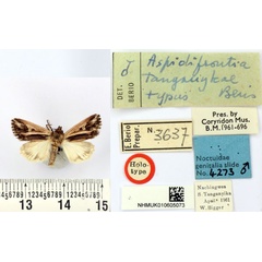 /filer/webapps/moths/media/images/T/tanganykae_Aspidifrontia_HT_BMNH.jpg