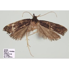 /filer/webapps/moths/media/images/N/nubidiella_Thubdora_HT_RMCA.jpg