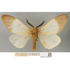 /filer/webapps/moths/media/images/P/paulinus_Coenostegia_PLTM_BMNH_02.jpg