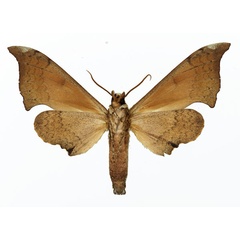 /filer/webapps/moths/media/images/A/anochus_Polyptychus_AM_Basquin_03b.jpg