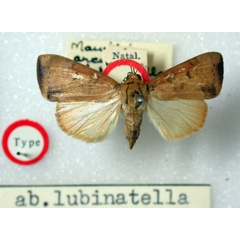/filer/webapps/moths/media/images/L/lubinatella_Maurilia_HT_BMNH.jpg