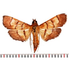 /filer/webapps/moths/media/images/A/abruptalis_Orphanostigma_AM_SMNH.jpg