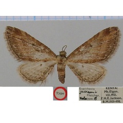/filer/webapps/moths/media/images/J/jacksoni_Eupithecia_HT_BMNH.jpg