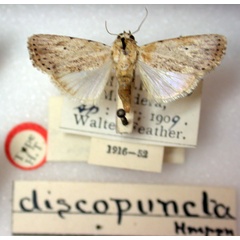 /filer/webapps/moths/media/images/D/discopuncta_Athetis_HT_BMNH.jpg