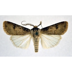 /filer/webapps/moths/media/images/L/longidentifera_Agrotis_AM_NHMO.jpg