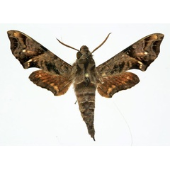 /filer/webapps/moths/media/images/S/scitula_Temnora_AM_Basquin.jpg