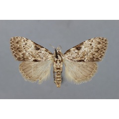 /filer/webapps/moths/media/images/M/monofascia_Meganola_A_BMNH.jpg