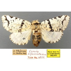 /filer/webapps/moths/media/images/B/bifasciata_Afrocerura_HT_TMSA_y4afKVc.jpg
