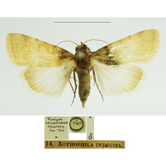 /filer/webapps/moths/media/images/I/indecisa_Anthophila_HT_BMNH.jpg