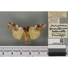 /filer/webapps/moths/media/images/P/perinetensis_Dasychira_PTM_BMNH_02a.jpg
