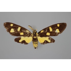 /filer/webapps/moths/media/images/V/vieui_Thyrosticta_PT_BMNH.jpg
