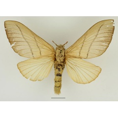 /filer/webapps/moths/media/images/O/ondulosa_Euphorea_AF_Basquin.jpg