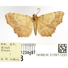 /filer/webapps/moths/media/images/I/incurvata_Egnasia_AM_BMNH.jpg