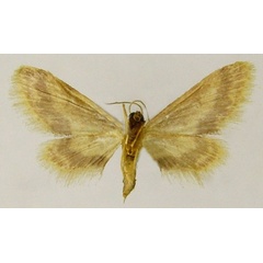 /filer/webapps/moths/media/images/R/rufifascia_Idaea_AF_ZSMb.jpg