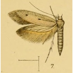 /filer/webapps/moths/media/images/D/denticolor_Scythris_Walsingham1903_21_7.jpg