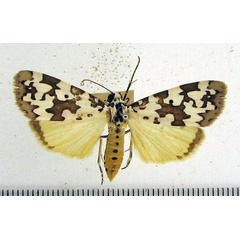 /filer/webapps/moths/media/images/S/spilosoma_Sommeria_A_HDOU_02.jpg