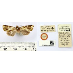 /filer/webapps/moths/media/images/V/viridirufa_Miselia_HT_BMNH.jpg