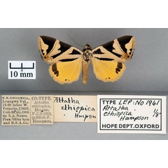/filer/webapps/moths/media/images/E/ethiopica_Attatha_ST_OUMNH_01.jpg