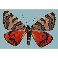 /filer/webapps/moths/media/images/M/mayeri_Callioratis_AF_Staude.jpg