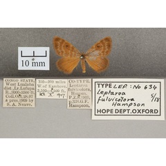 /filer/webapps/moths/media/images/F/fulvicolora_Leptaroa_STM_OUMNH_01.jpg