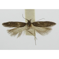 /filer/webapps/moths/media/images/E/exstincta_Gelechia_HT_TMSA.jpg