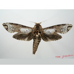 /filer/webapps/moths/media/images/C/crassa_Strigocossus_A_Alberta.jpg