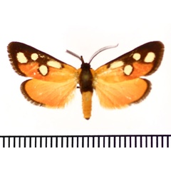 /filer/webapps/moths/media/images/V/vicina_Caffricola_AM_BMNH.jpg