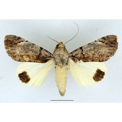 /filer/webapps/moths/media/images/O/ochreipennis_Ulotrichopus_AF_Aulombard.jpg
