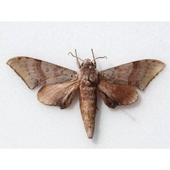 /filer/webapps/moths/media/images/A/ancylus_Neopolyptychus_A_Goff_01.jpg