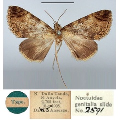 /filer/webapps/moths/media/images/A/adoxodes_Gigantoceras_HT_BMNH.jpg
