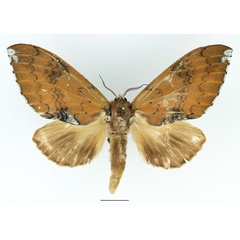 /filer/webapps/moths/media/images/S/subargentea_Brachychira_AF_Basquin_01.jpg