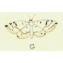 /filer/webapps/moths/media/images/D/diaphana_Pycnarmon_Cramer2_113_G.jpg