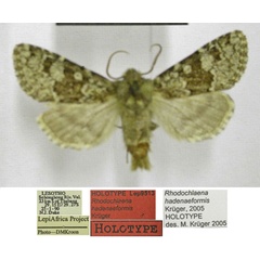 /filer/webapps/moths/media/images/H/hadenaeformis_Rhodochlaena_HT_TMSA.jpg