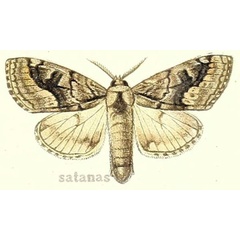 /filer/webapps/moths/media/images/S/satanas_Dasychira_ST_Hering_24i.jpg