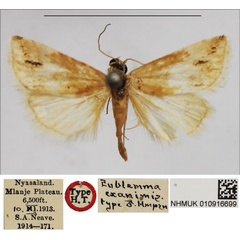 /filer/webapps/moths/media/images/E/exanimis_Eublemma_HT_NHMUK.jpg