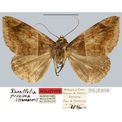 /filer/webapps/moths/media/images/P/pauliani_Caranilla_HT_MNHN.jpg