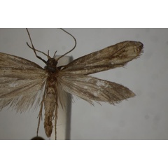 /filer/webapps/moths/media/images/F/fornicata_Genostele_PLT_BMNH.jpg