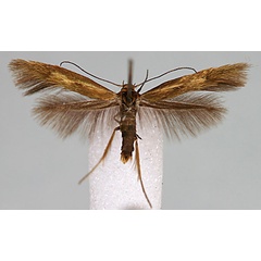 /filer/webapps/moths/media/images/T/turiensis_Scythris_HT_BMNH.jpg
