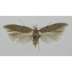 /filer/webapps/moths/media/images/S/similis_Neofriseria_PT_LNK.jpg