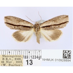 /filer/webapps/moths/media/images/I/incurvata_Crionica_AF_BMNH.jpg