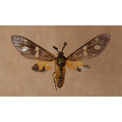 /filer/webapps/moths/media/images/P/puella_Pseudonaclia_AM_Butler.jpg