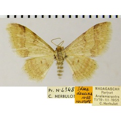 /filer/webapps/moths/media/images/D/daucina_Idaea_HT_ZSMa.jpg