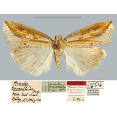 /filer/webapps/moths/media/images/T/terracottoides_Micardia_HT_MNHN.jpg
