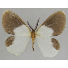 /filer/webapps/moths/media/images/E/eurymelanotes_Hylemeridia_AM_ZSMb.jpg