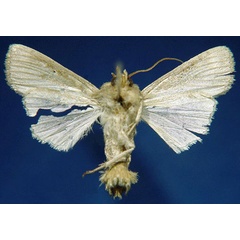 /filer/webapps/moths/media/images/P/punctulata_Leucania_HT_SNHMb.jpg