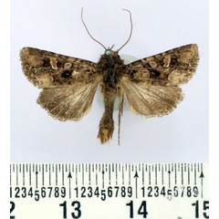 /filer/webapps/moths/media/images/I/inferior_Tycomarptes_AM_BMNH_01.jpg
