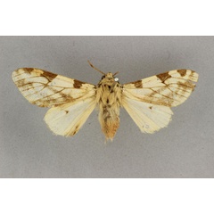 /filer/webapps/moths/media/images/V/vittata_Disparctia_HT_BMNH.jpg