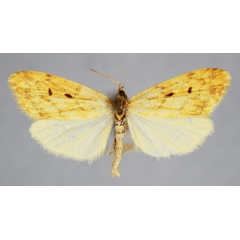 /filer/webapps/moths/media/images/C/citrago_Metexilisia_PT_BMNH.jpg