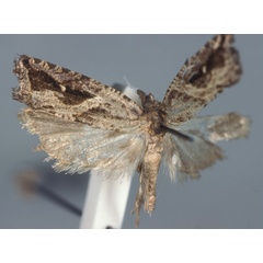 /filer/webapps/moths/media/images/C/clavifera_Argyroploce_LT_MNHN.jpg