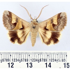 /filer/webapps/moths/media/images/R/ratovosoni_Cerocala_AM_BMNH.jpg